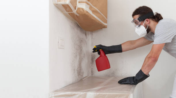 Basement Mold Remediation treatment on basement walls in Sims