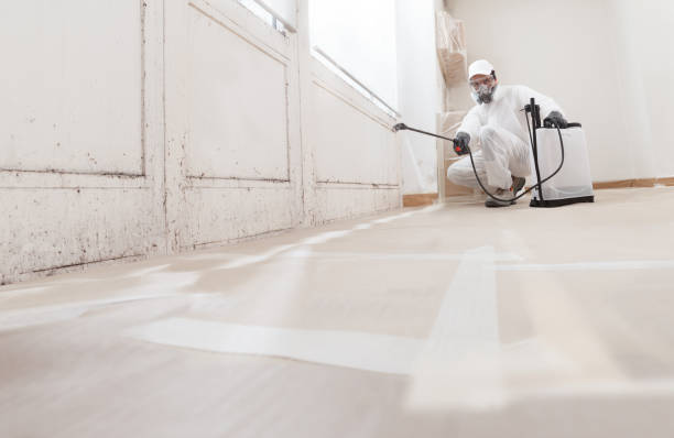 Black mold remediation team in Sims